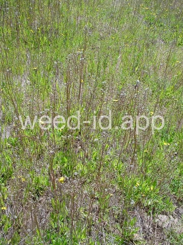 hawkweed, yellow
